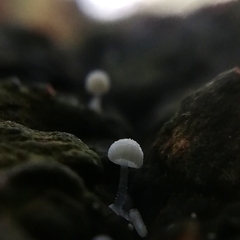 Mycena tenerrima