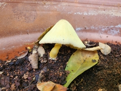 Leucocoprinus