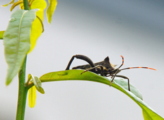 Elasmopoda valga