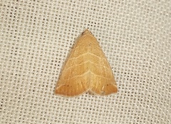 Eublemma baccalix