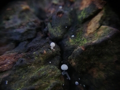 Mycena tenerrima