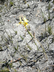Moraea anomala