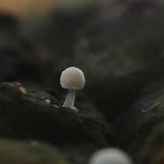 Mycena tenerrima