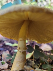 Leucocoprinus