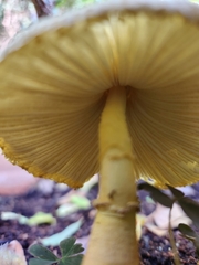 Leucocoprinus