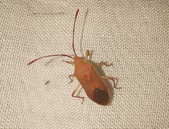 Latimbini