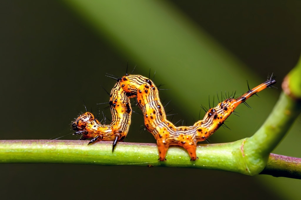 Pale-edged Selenisa