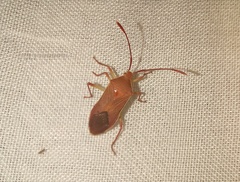 Latimbini