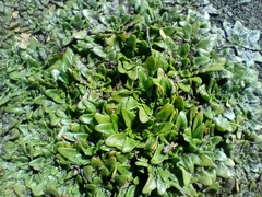 Plantago triandra