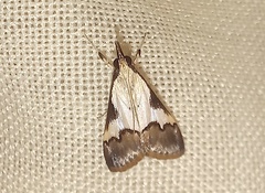 Autocharis jacobsalis