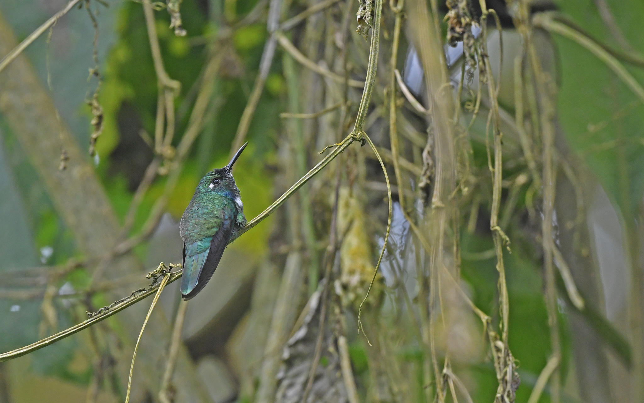 White-throated Daggerbill (Schistes albogularis), photo 10
