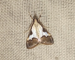 Autocharis jacobsalis