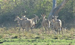 Tragelaphus oryx oryx