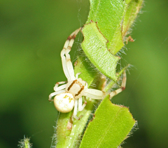 Zygometis xanthogaster
