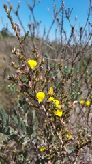 Aspalathus cymbiformis
