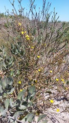 Aspalathus cymbiformis