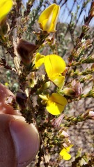 Aspalathus cymbiformis