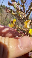 Aspalathus cymbiformis