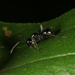 Polyrhachis australis