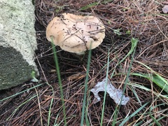 Suillus bovinus
