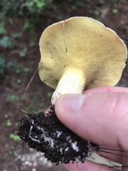 Suillus bovinus