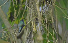 Schistes albogularis