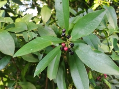 Ardisia