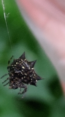 Gasteracantha kuhli