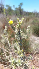 Aspalathus ternata