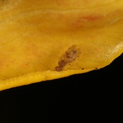Ectopsocidae