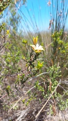 Diosma oppositifolia