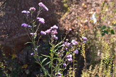 Saussurea japonica