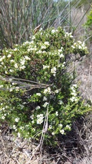 Diosma aspalathoides