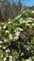 Diosma aspalathoides