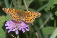 Boloria titania