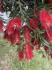 Melaleuca viminalis