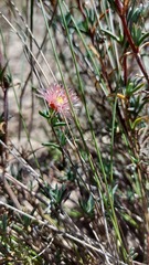Lampranthus immelmaniae