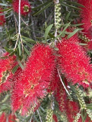 Melaleuca viminalis