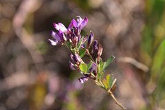 Lespedeza floribunda