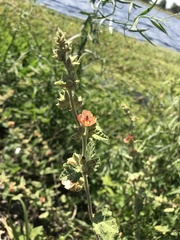Sphaeralcea bonariensis