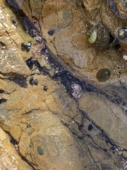 Trochoidea