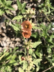 Sphaeralcea bonariensis