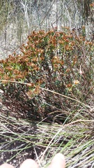 Lampranthus immelmaniae