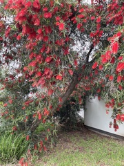 Melaleuca viminalis