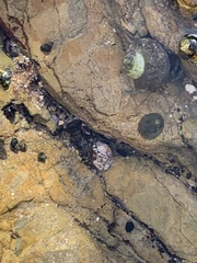 Trochoidea