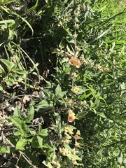 Sphaeralcea bonariensis