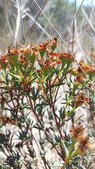 Lampranthus immelmaniae