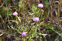 Cirsium lineare