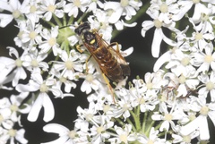 Tenthredo schaefferi