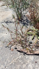 Lampranthus spiniformis